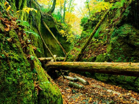 支笏湖 苔の回廊トレッキングツアー 支笏洞爺国立公園内、苔の絨毯が広がる緑の秘境に感動！＜5～11月／1名から催行／支笏湖湖畔集合＞byOcean Days