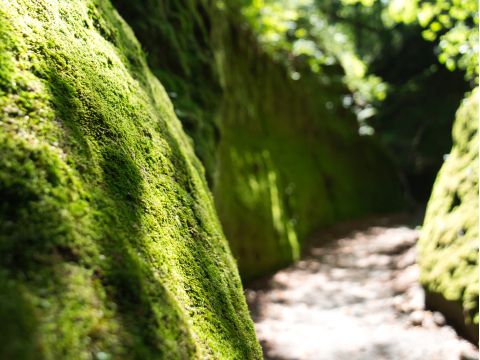 支笏湖 苔の回廊トレッキングツアー 支笏洞爺国立公園内、苔の絨毯が広がる緑の秘境に感動！＜5～11月／1名から催行／支笏湖湖畔集合＞byOcean Days