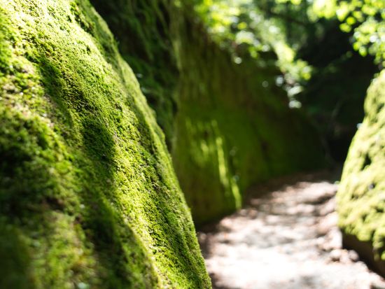 支笏湖 苔の回廊トレッキングツアー 支笏洞爺国立公園内、苔の絨毯が広がる緑の秘境に感動！＜5～11月／1名から催行／支笏湖湖畔集合＞byOcean Days