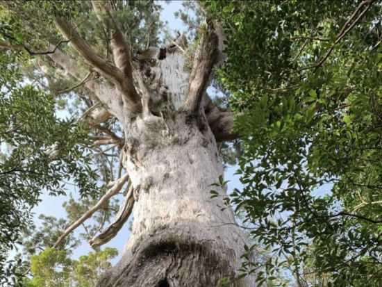 モッチョム岳日帰りトレッキングツアー　ロープ場ありの急登登山！樹齢3,000年の万代杉や海岸線の絶景を楽しめる＜宮之浦～平内エリア送迎可＞by屋久島ガイド山好き
