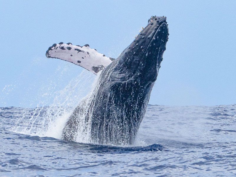 アートパネル　ハワイ　ワイキキ　オアフ　クジラ　リゾート　ビーチ　海　サンライズ アートパネル ハワイ ワイキキ オアフ クジラ リゾート ビーチ