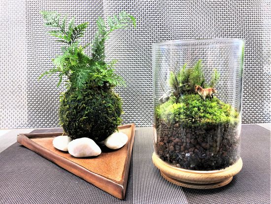苔テラリウム作り グリーンインテリアにぴったりの季節の苔テラリウムを制作 新宿御苑前徒歩3分 By カルチャースクールいろは 東京の観光 遊び 体験 レジャー専門予約サイト Veltra ベルトラ 苔テラリウム作り グリーンインテリアにぴったりの季節の苔テラリウムを制作 新宿御苑前徒歩3分 By カルチャースクールいろは 東京の観光 遊び 体験 レジャー専門予約サイト Veltra ベルトラ