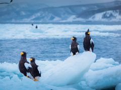 Japan_Hokkaido_Shiretoko_Steller's Sea Eagle_shutterstock_1450916363 (2)