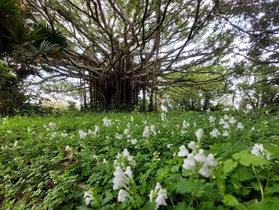 喜界島認定エコツアーガイド 外内（とのち）さんと行く！喜界島段丘と集落を楽しむE-バイクツアー 5つの集落とビューポイントを爽快サイクリング！＜半日＞