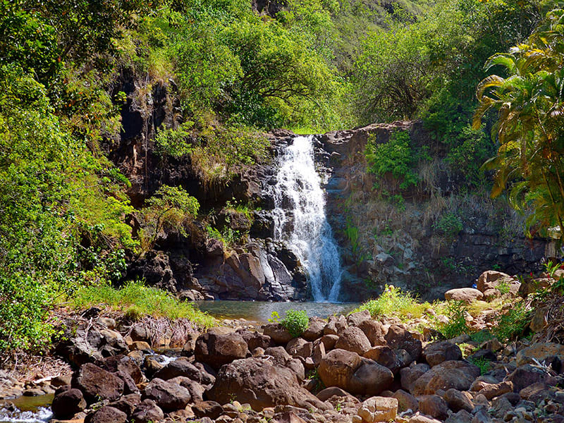 Oahu Island Guided Tour, Waimea Waterfall Swim & Dole Pineapple Farm tours,  activities, fun things to do in Oahu(Hawaii)｜VELTRA