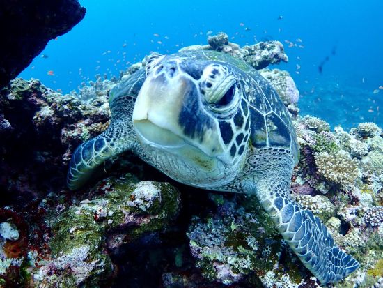 離島スキンダイビング（素潜り）体験 透明度が高い離島の海でダイブ！水中写真プレゼント付き＜少人数制／市街地ホテル送迎無料／石垣島発＞by ファウスト石垣島