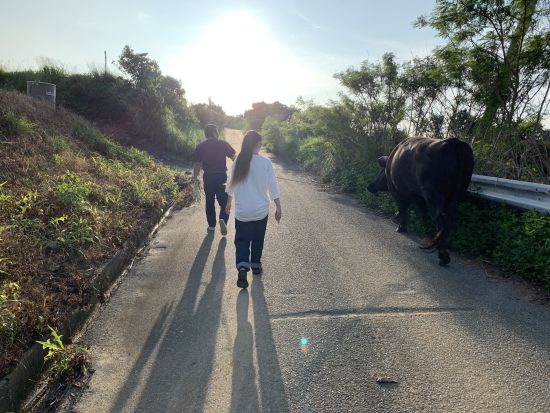闘牛お散歩体験　ブラッシングや餌やりとお散歩！徳之島の日常的な風景を実際に体験　闘牛との写真撮影も可能！＜午前・午後／徳之島＞ by 結や​-MUSUBIYA-