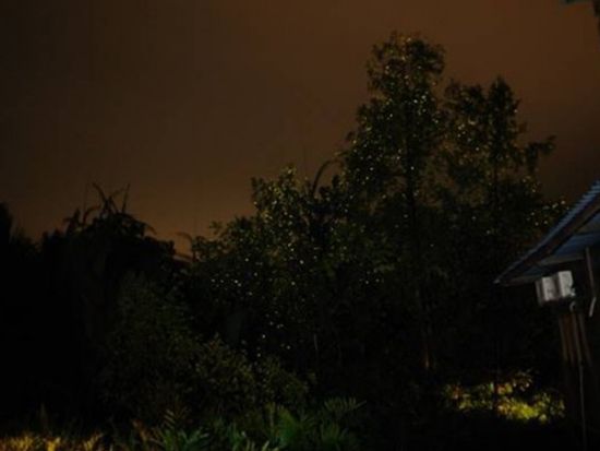 ジャングル・リバークルーズ＆ホタル・ウォッチングツアー　マングローブ探検！日没後の幻想的なホタルの光を見に行こう＜日本語ガイド／午後／夕食付き／コタキナバル発＞