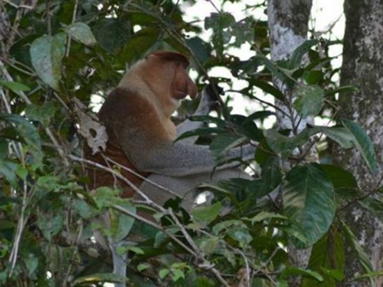 ジャングル・リバークルーズ＆ホタル・ウォッチングツアー　マングローブ探検！日没後の幻想的なホタルの光を見に行こう＜日本語ガイド／午後／夕食付き／コタキナバル発＞