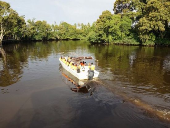 ジャングル・リバークルーズ＆ホタル・ウォッチングツアー　マングローブ探検！日没後の幻想的なホタルの光を見に行こう＜日本語ガイド／午後／夕食付き／コタキナバル発＞