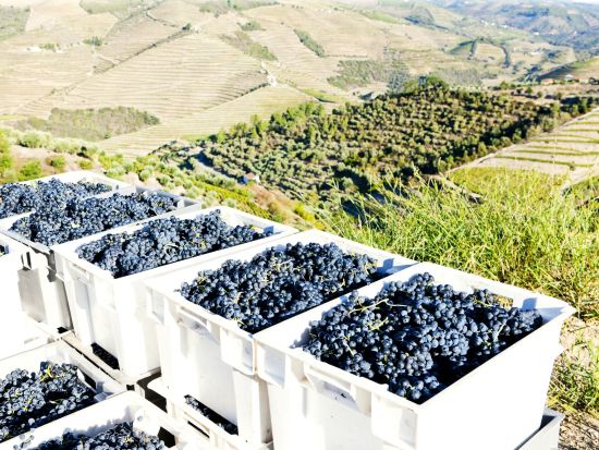 世界遺産ドウロ渓谷＆ポートワイン試飲　日帰りツアー ＜昼食付き／英語ガイド／ポルト発＞by Cityrama