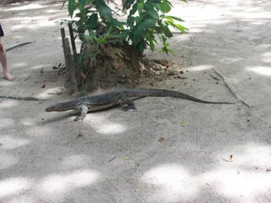 アイランドトリップツアー　コタキナバルの沖合いに浮かぶ美しい島へ行こう！＜日本語ガイド／午前／お弁当付き／コタキナバル発＞