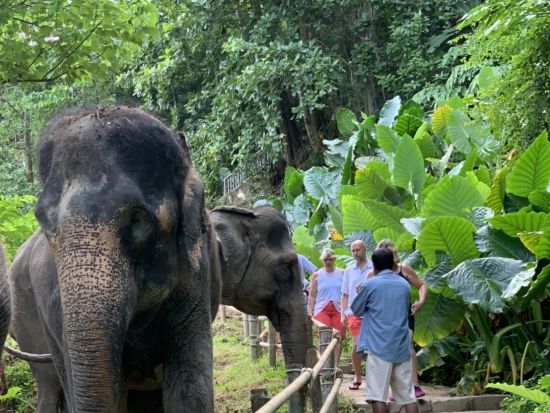 【カオラック発】エレファントケア体験＆竹いかだ川下り｜エコで楽しむ半日ジャングルサファリ＜午前・午後／送迎・食事付／英語ガイド＞
