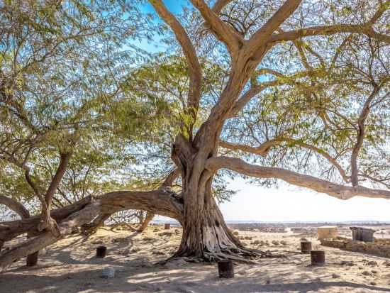 バーレーン半日プライベート観光ツアー 謎の古代文明ディルムンの足跡を辿る＜午前／英語＞
