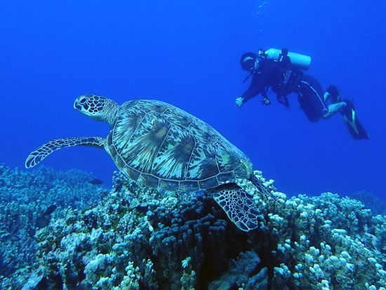 ファンダイビング 日本人女性インストラクター常駐！少人数制！初心者・ブランクダイバー向けプランあり！＜ビーチ or ボート／1～2ダイブ＞by 忍者ダイブ