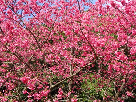 繝偵き繝ｳ繧ｶ繧ｯ繝ｩ(蛻晄丼)