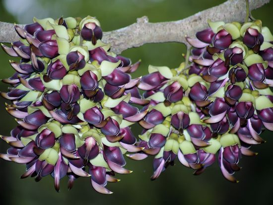 繧､繝ｫ繧ｫ繝ｳ繧ｿ繧・譏･)