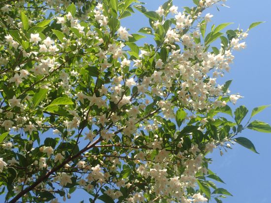 世界自然遺産の森あるきと島暮らし体験1日ツアー 地元の方と触れ合い徳之島らしさを体感＜環境保全への貢献活動付き／1日＞ by NPO法人徳之島虹の会