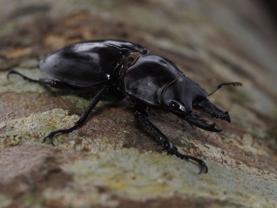 繧｢繝槭Α繝槭Ν繝舌ロ繧ｯ繝ｯ繧ｬ繧ｿ(遘・