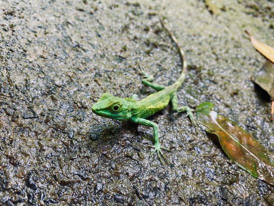 繧ｭ繝弱・繝ｪ繝医き繧ｲ(譏･螟・