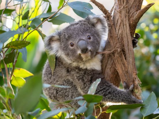 【入場チケット】ワイルドライフ・シドニー(Wild Life Sydney Zoo)☆オーストラリア特有の動物とふれあう！＜ダーリング・ハーバー＞