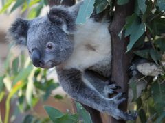 WILD LIFE Sydney Zoo