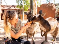 New kangaroos receive Welcome treats from ZooKeeper Shania Kelly