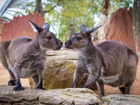 【入場チケット】ワイルドライフ・シドニー(Wild Life Sydney Zoo)☆オーストラリア特有の動物とふれあう！＜ダーリング・ハーバー＞