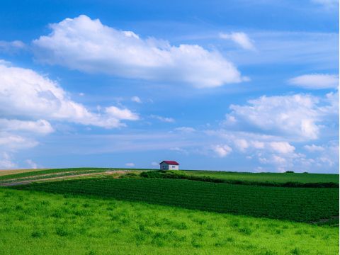 美瑛 パッチワークの丘ウォーキングツアー 十勝岳連峰の山々、広大な牧草地、木立の間を歩く爽やかさは格別！＜1名様から催行／4～11月／美瑛町＞