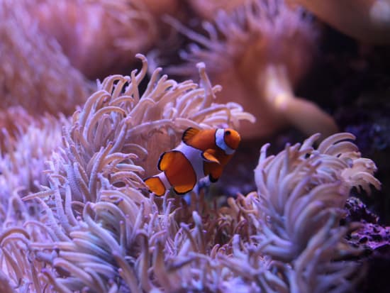【入場チケット】シーライフ・シドニー水族館(SEA LIFE Sydney Aquarium)☆オーストラリア海洋生物を観賞！＜ダーリング・ハーバー＞