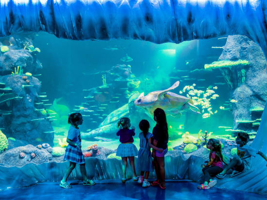【入場チケット】シーライフ・シドニー水族館(SEA LIFE Sydney Aquarium)☆オーストラリア海洋生物を観賞！＜ダーリング・ハーバー＞