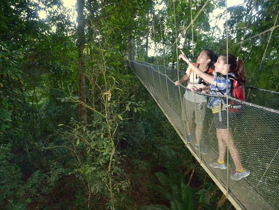 キナバル公園とポーリン温泉1日観光ツアー　キャノピーウォーク体験付き　時季によりラフレシア鑑賞可＜日本語ガイド／1日／マレー料理ランチ付き／コタキナバル発＞