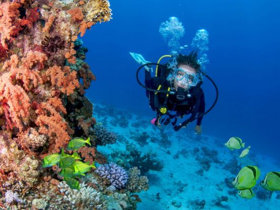 体験ダイビング 海洋生物の多さに息を吞むようなコルテス海へ＜ボート／1ダイブ＞by カボアドベンチャーズ