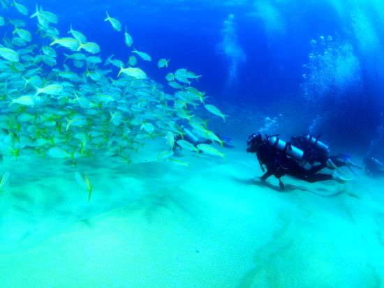 体験ダイビング 海洋生物の多さに息を吞むようなコルテス海へ＜ボート／1ダイブ＞by カボアドベンチャーズ
