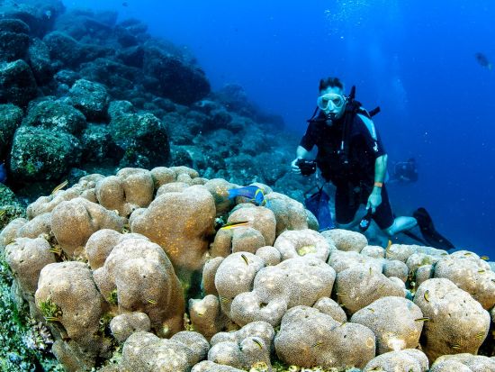 体験ダイビング 海洋生物の多さに息を吞むようなコルテス海へ＜ボート／1ダイブ＞by カボアドベンチャーズ