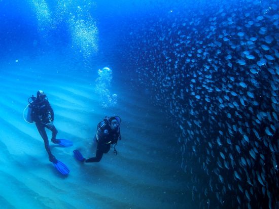 体験ダイビング 海洋生物の多さに息を吞むようなコルテス海へ＜ボート／1ダイブ＞by カボアドベンチャーズ
