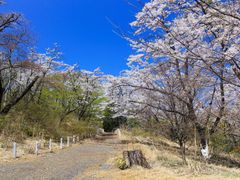 Japan_Tokyo_MtTakao_Yamazakura_pixta_18930239_XL