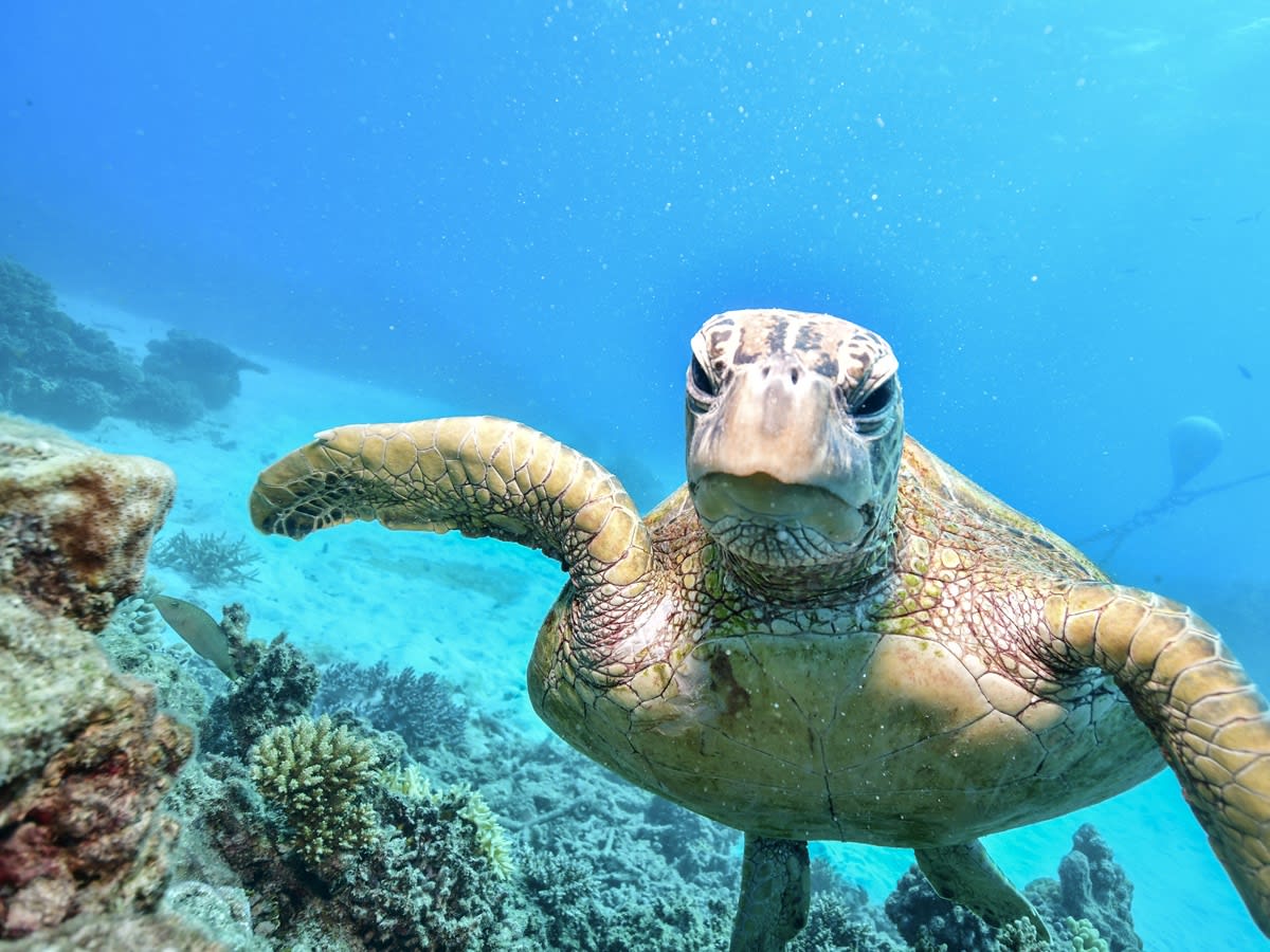 【HOT好評】■ オーストラリア サンゴ礁 無人島 Ｃ 世界遺産 ★ 額縁付 Ａ３ 自然、風景