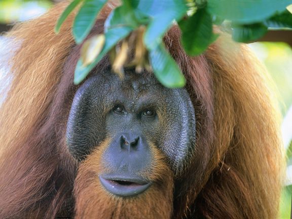 オランウータン☻ オランウータン - Wikipedia