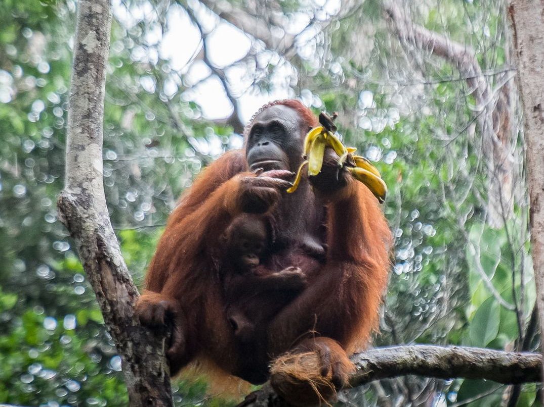 オランウータン／動物ツアー | クチン 旅行の観光・オプショナルツアー