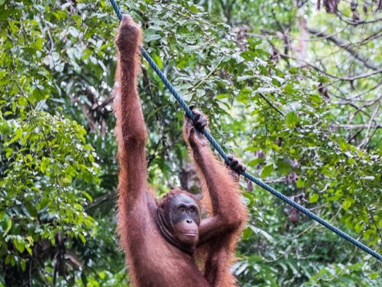 クチン発　絶滅危惧種オランウータンに会いに行こう！！ セメンゴ野生動物センター半日ツアー ＜往復送迎／日本語ガイド＞