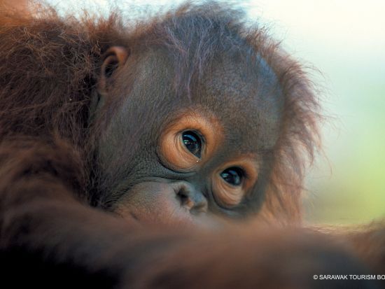 クチン発　絶滅危惧種オランウータンに会いに行こう！！ セメンゴ野生動物センター半日ツアー ＜往復送迎／日本語ガイド＞