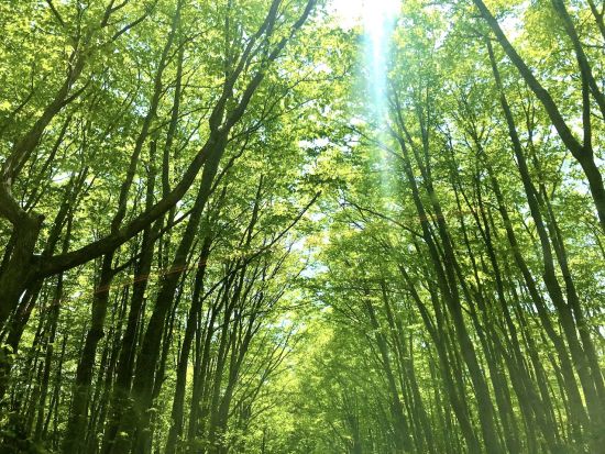 奥入瀬渓流ウォーキングツアー 十和田八幡平国立公園内石ヶ戸～雲井の滝 散策　初心者にもおすすめの地元ガイドと一緒に散策コース！＜十和田市＞by 4-Ride