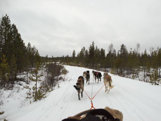 イエローナイフ　犬ぞり操縦体験 30分 ＜11～4月／日本語または英語ガイド＞