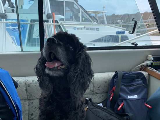 【愛犬連れOK】霧島錦江湾クルーズ　桜島東回りコース　新島上陸＆愛犬との観光付き！＜午前・午後／2時間 or 2時間40分／霧島市＞