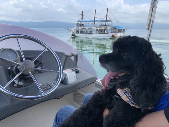 【愛犬連れOK】霧島錦江湾クルーズ　小型犬参加OKの桜島西回りコース　桜島上陸付きで愛犬と充実した観光を！＜午後／1時間50分 or 2時間40分／霧島市＞