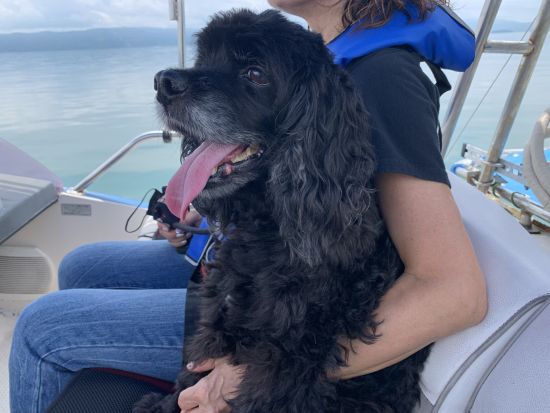 【愛犬連れOK】霧島錦江湾クルーズ　桜島東回りコース　新島上陸＆愛犬との観光付き！＜午前・午後／2時間 or 2時間40分／霧島市＞