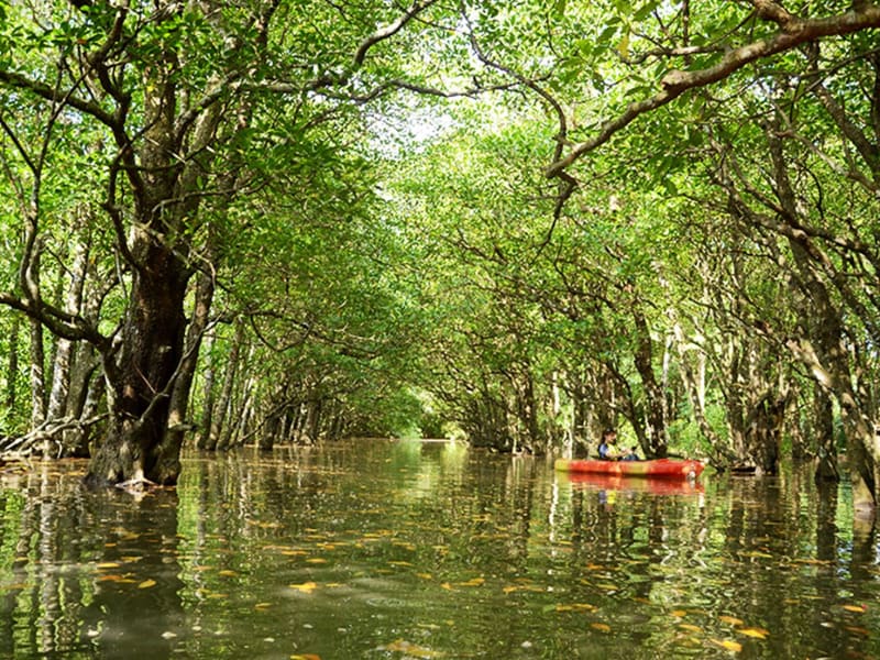 mangrove-kayak5