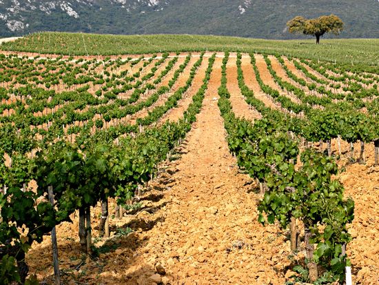 Portugal_Lisbon_Arrabida_Vineyard_shutterstock_15421516