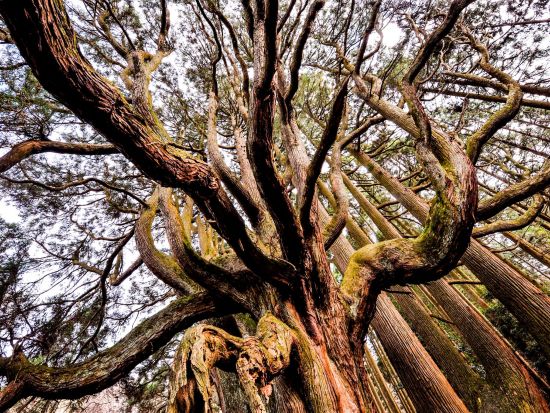【熊本市内発／南阿蘇着】貸切観光タクシー　高森・南阿蘇満喫＆パワースポットめぐり　上色見熊野座神社や高森湧水トンネルへ＜約5.5時間～＞by 阿蘇観光タクシー